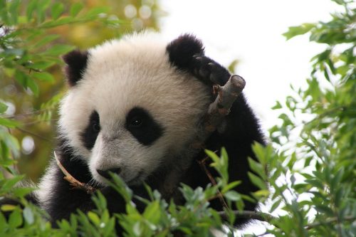 Su_Lin_giant_panda_bear_cub_at_the_San_Diego_Zoo